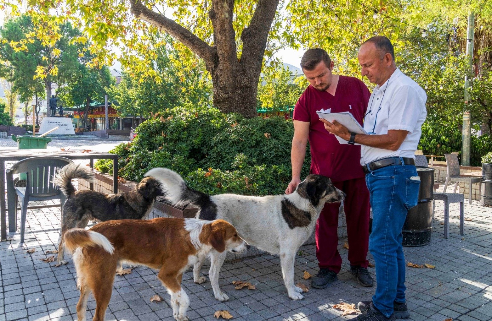 İzmir’de sahipsiz köpeklerin sayımı başladı