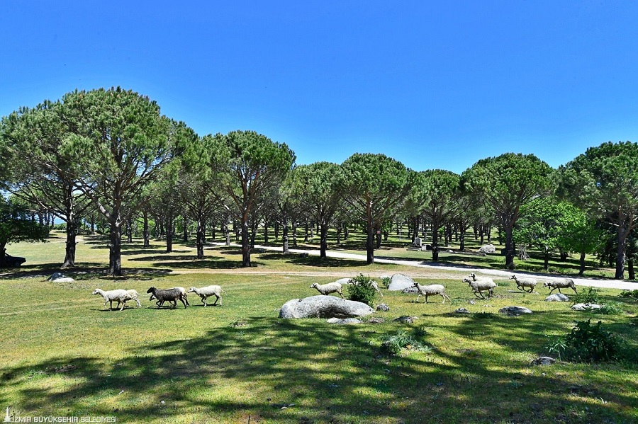 BERGAMA BELEDİYESİ ZEYTİN VE FISTIKTA MARKALAŞMA YOLUNDA